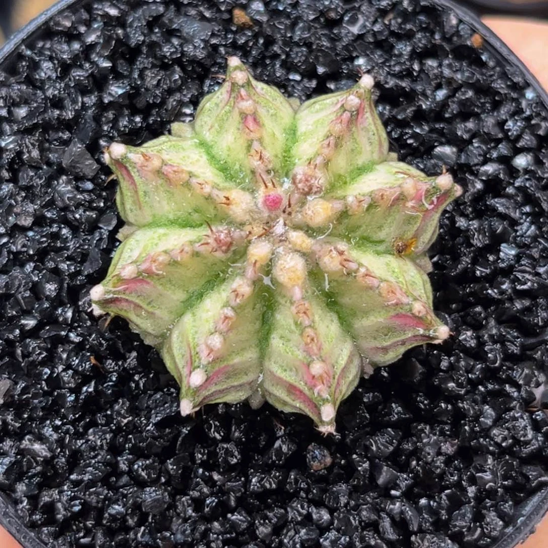 微瑕特价 米哈仙人球