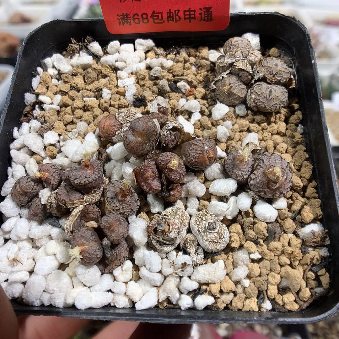 11-17-41      康菩提1盆
