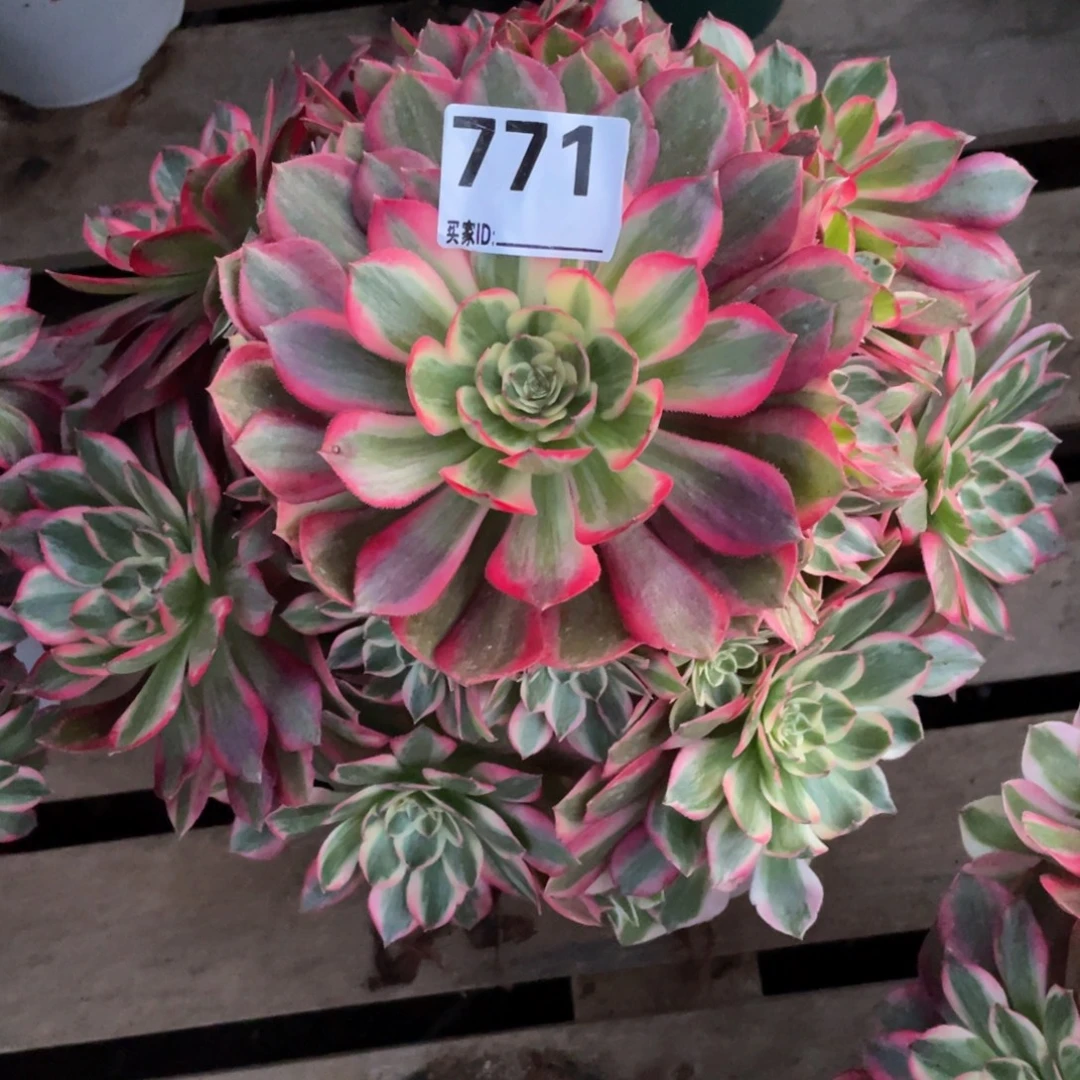 彤****771云和多肉植物保护