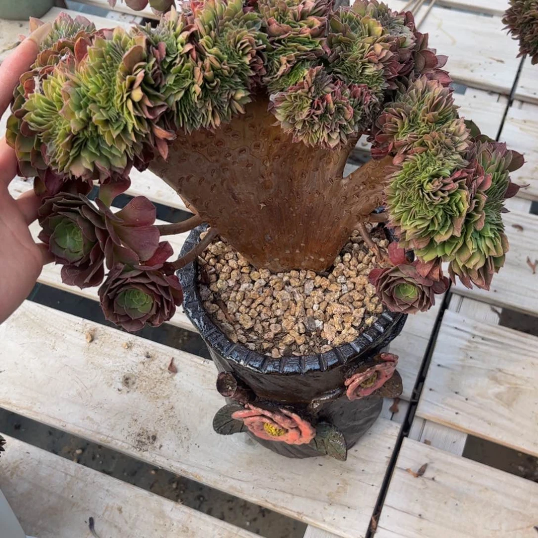 碎***！法师法师法师法师136