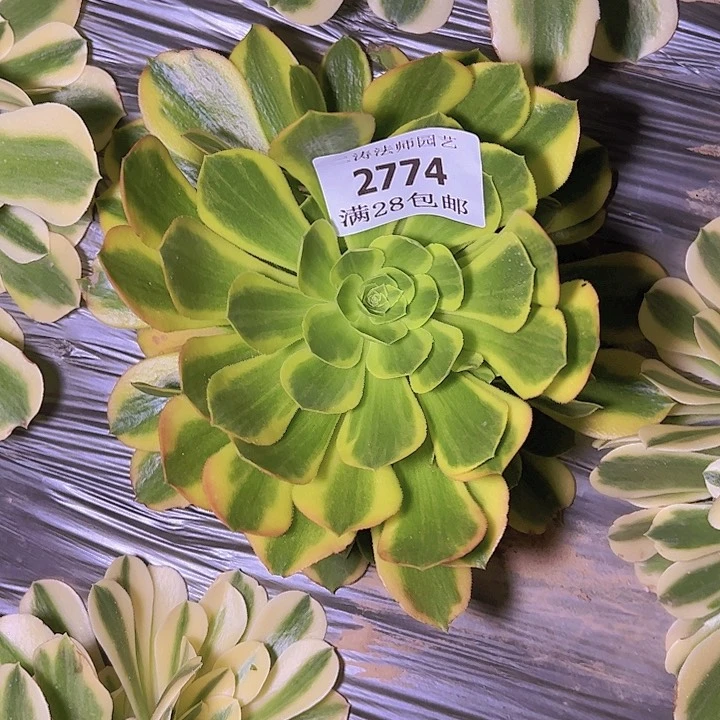 千**听2774青萌多肉植物2号