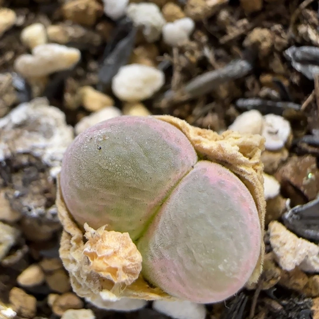 7.23。.45风铃。 5029