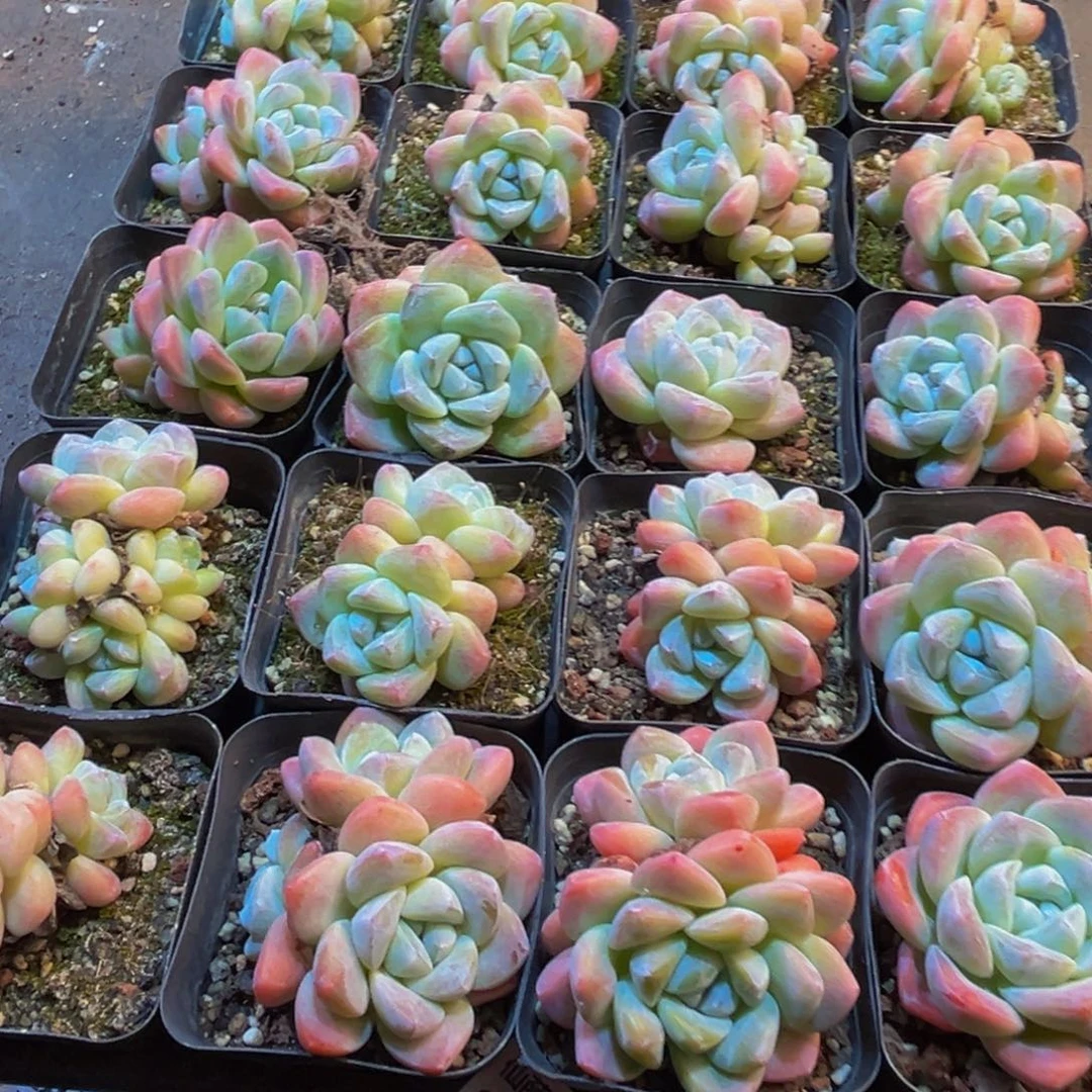 油***饼874多肉植物和植物在这里生长