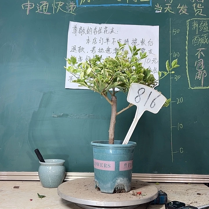 当前无花栽培后可以开花粗杆 银边白816