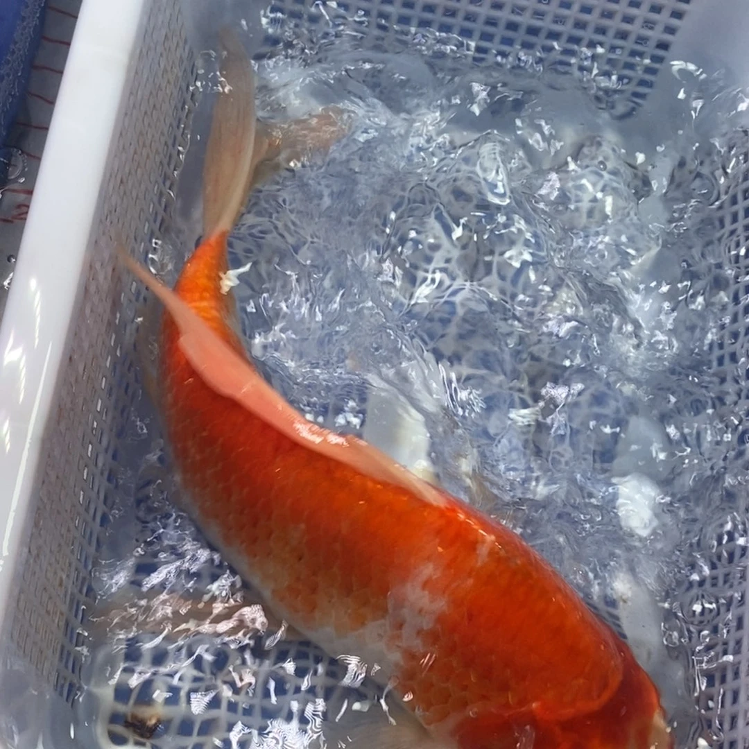 锦鲤冷水锦鲤包邮