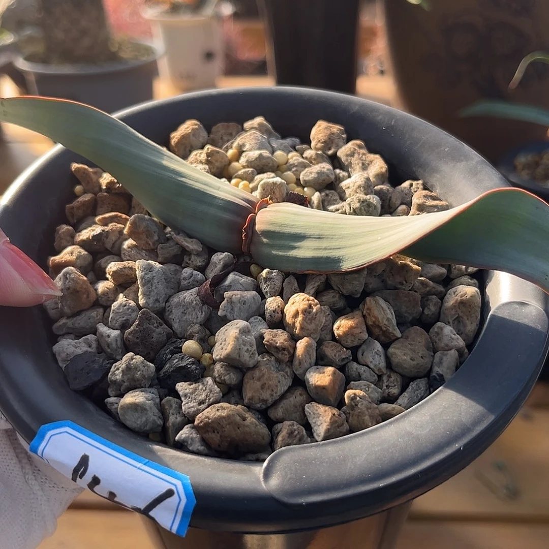 汤圆植物红边卷叶波浪叶146