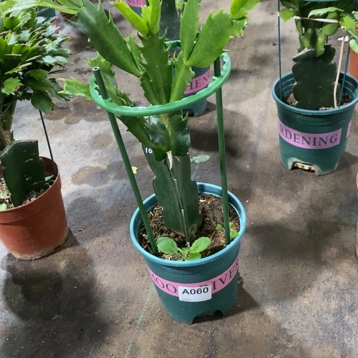 无花朵060嫁接蝴蝶夫人