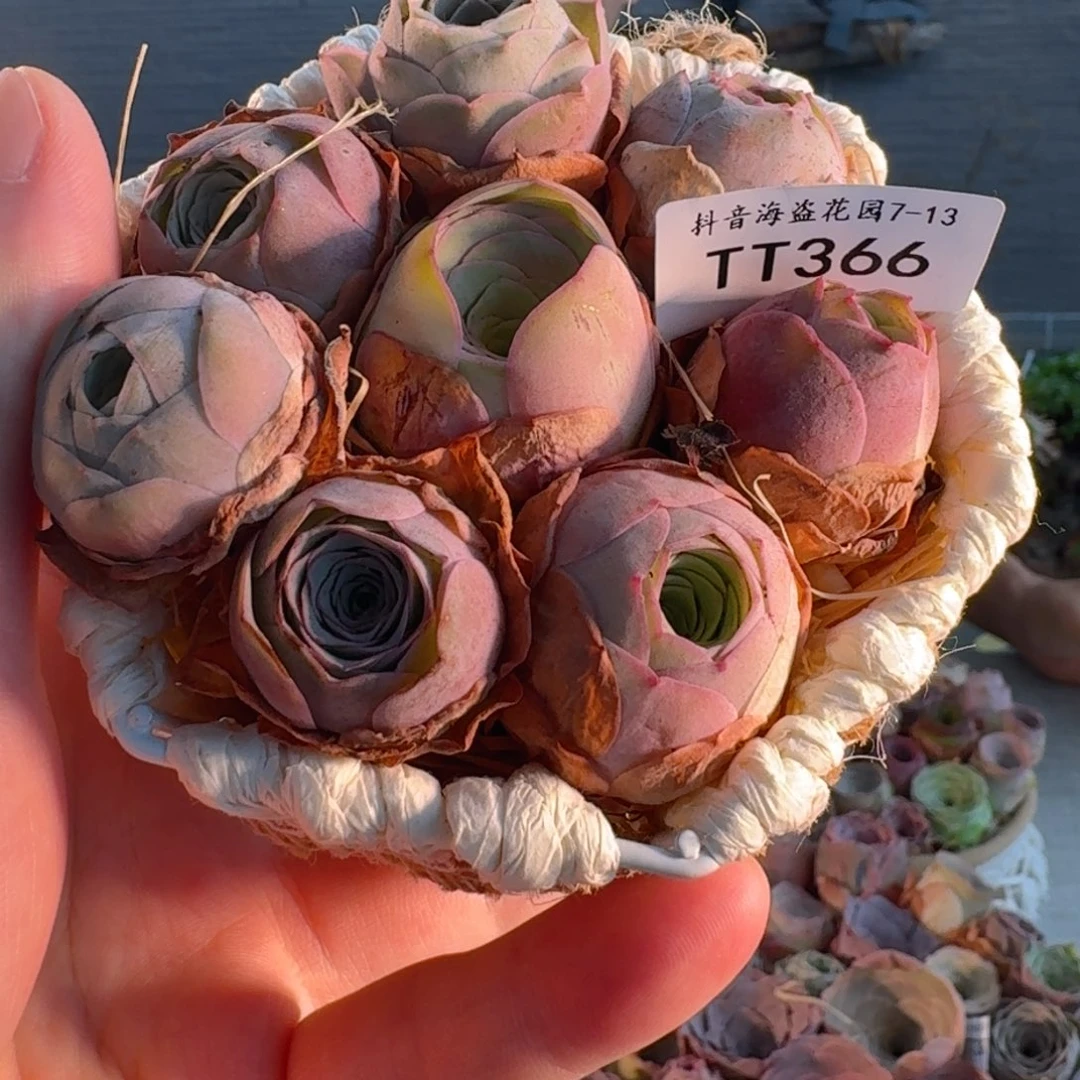 TT366 六角花篮玫瑰组合