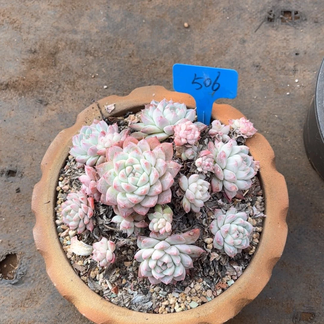 当*506如梦令多肉