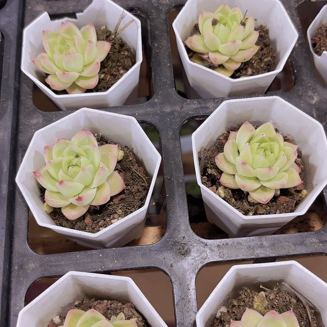 精品麦秆女王多肉植物