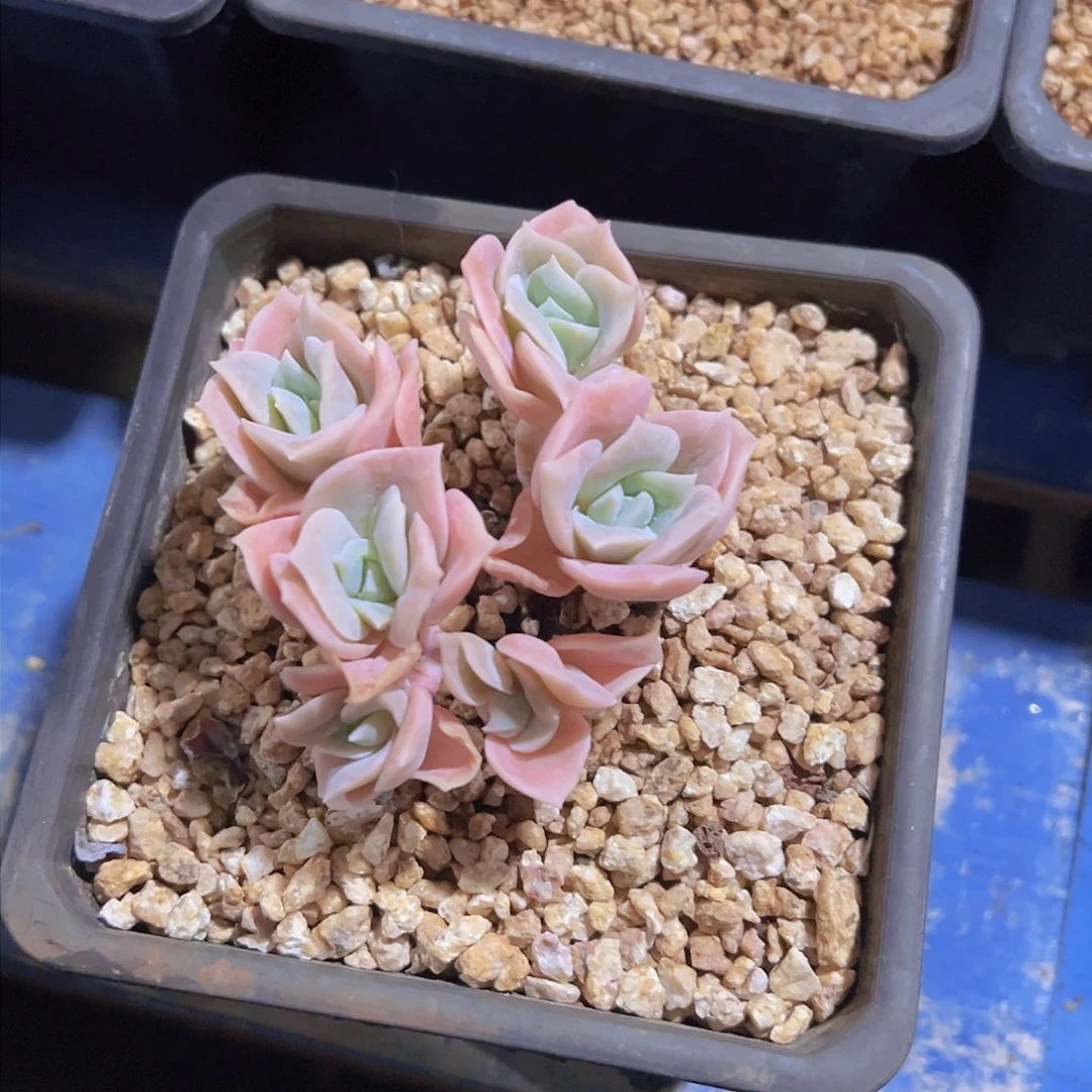 拒**虑可爱玫瑰，多肉植物，