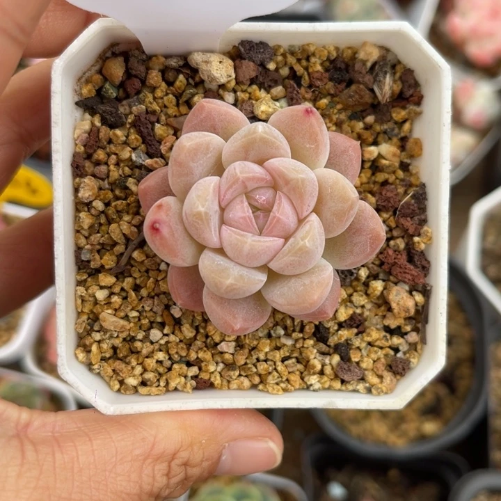 水果糖单头6028。