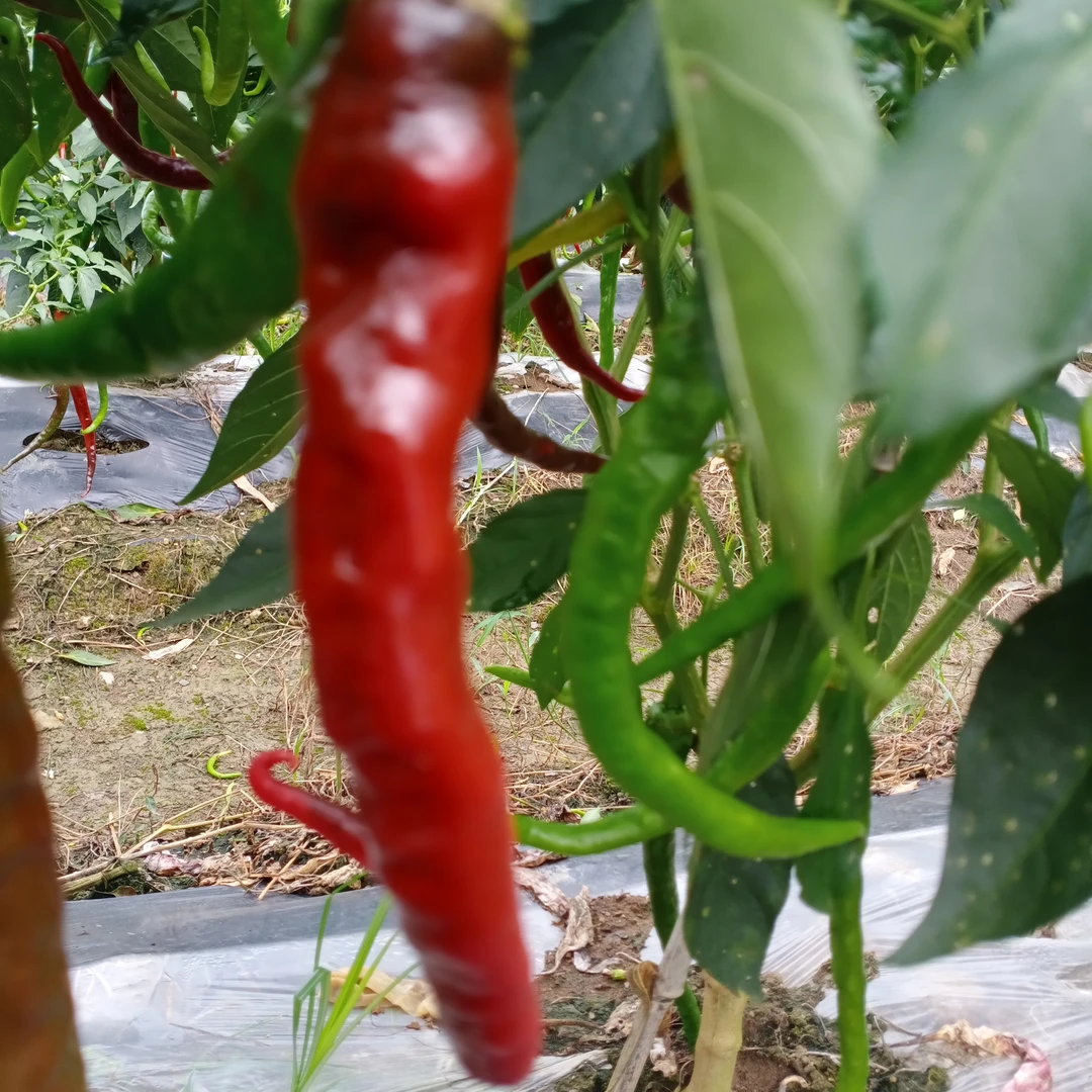 湖南老品种螺丝椒本地新鲜辣椒薄皮螺丝辣椒露天种植
