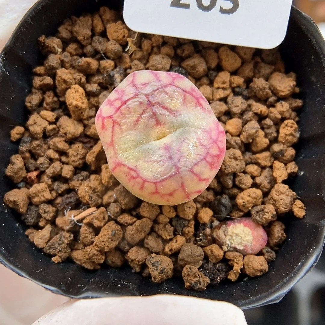 多肉植物A-265（1.5）毛杂