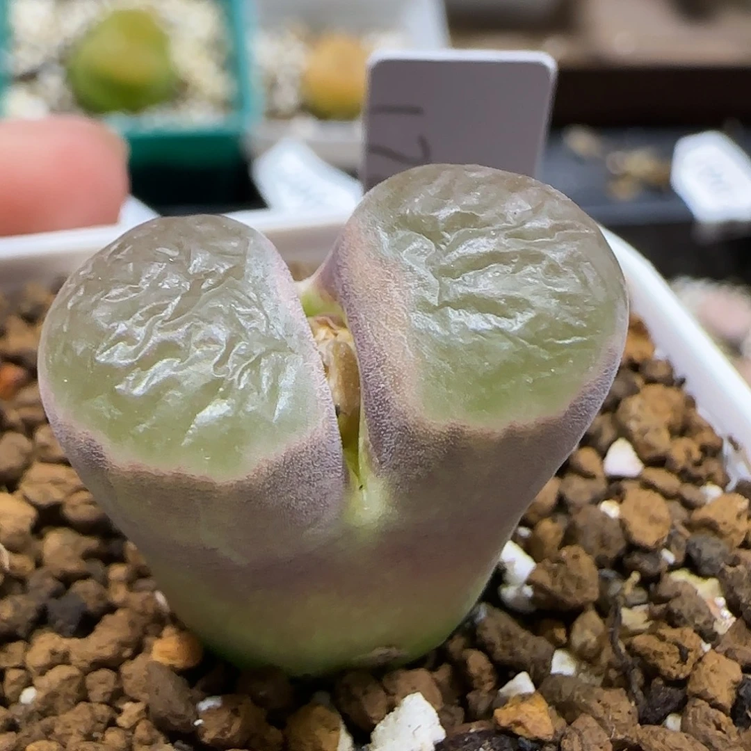 11.22。   磁铁风铃。  2015