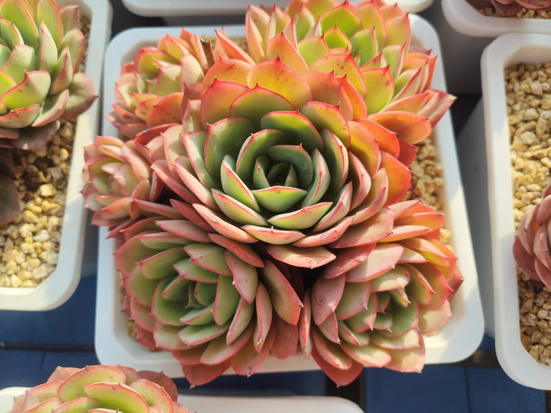 花无缺基地直发牡丹亭多肉植物