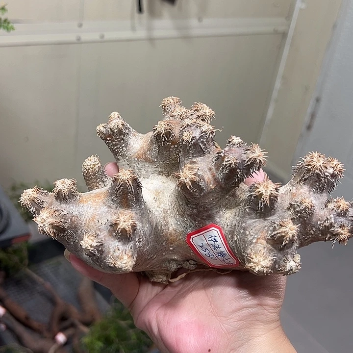伊诺棒槌根好556655555