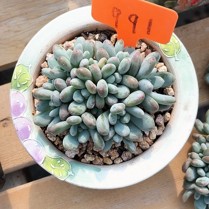 香香雪花好看的这品种质反馈了姐姐