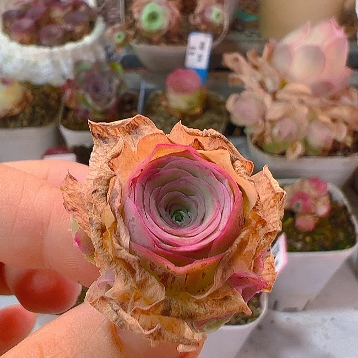 无花朵朱031。 不知名捧花群