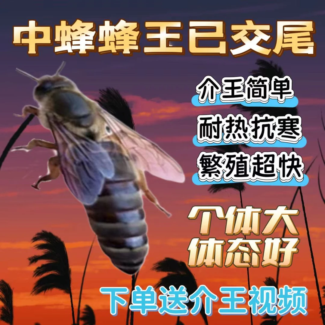 【已开产15天新产王】中蜂开产新王中蜂产卵王交尾蜂王伏牛王强群王