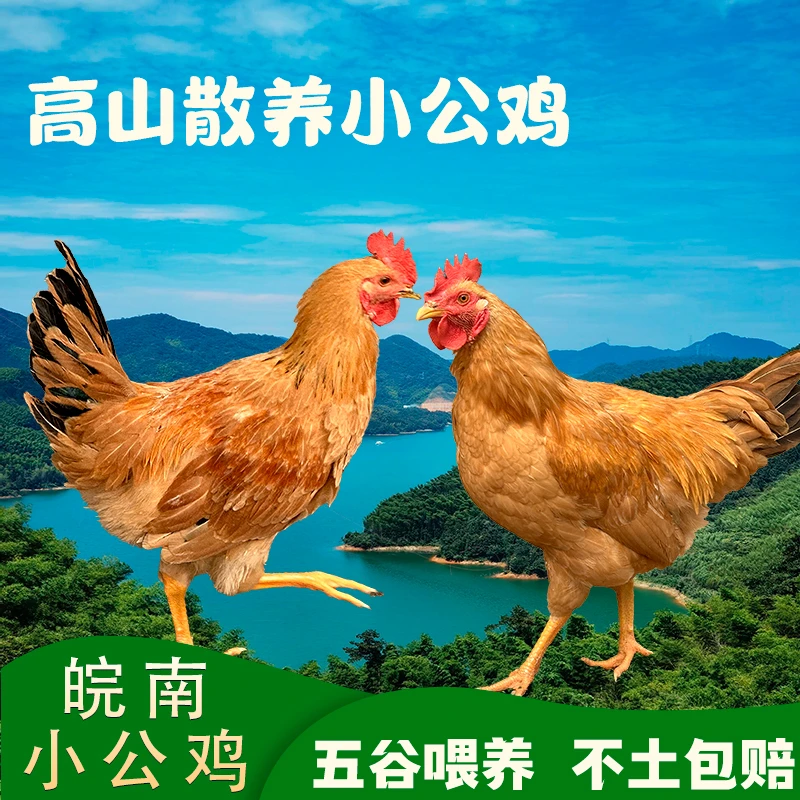 3只皖南小公鸡 高山散养 肉质鲜美 生鲜鸡 顺丰包邮