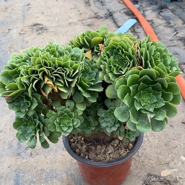 绿羊绒缀多肉植物1