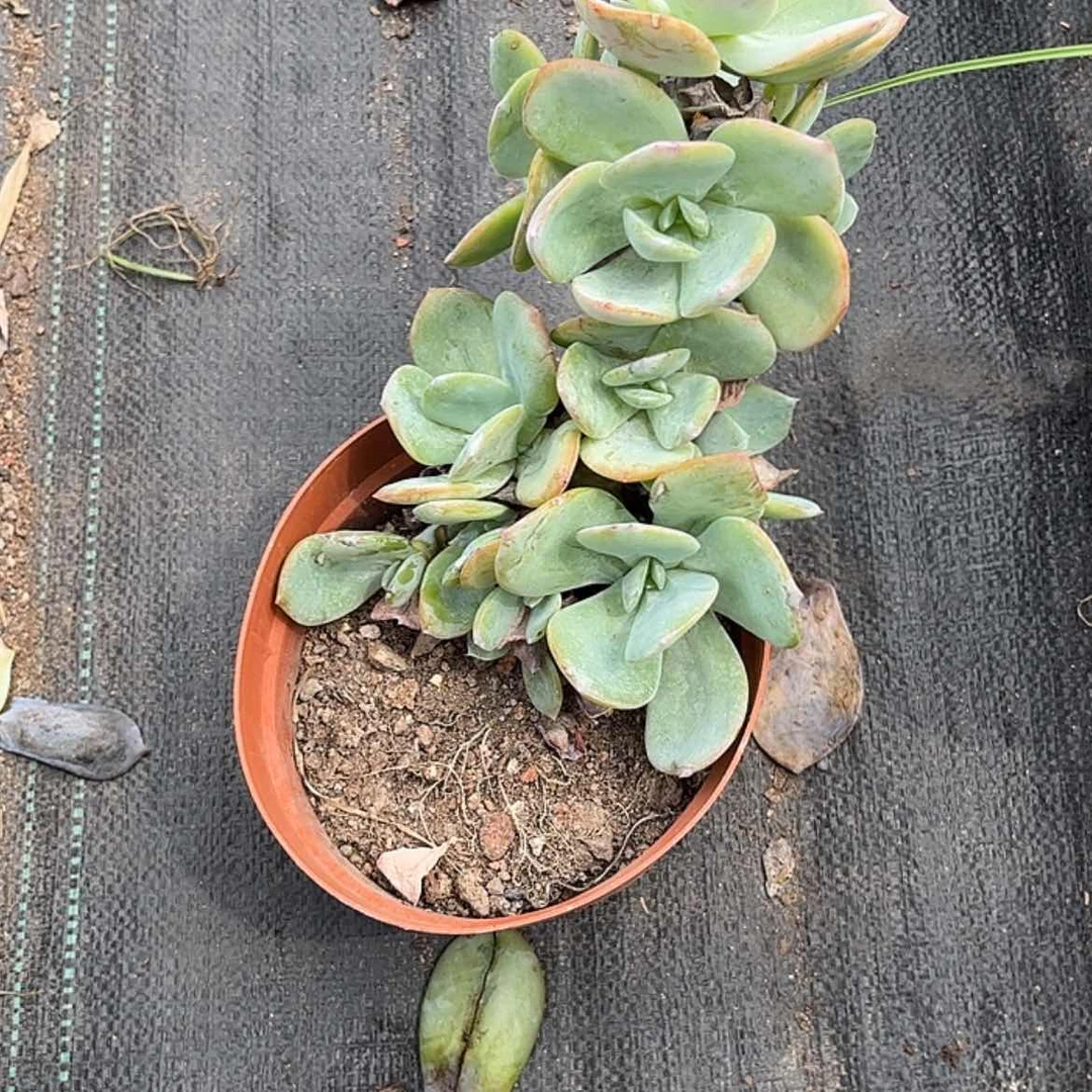 【闪购商品】无花朵陌*