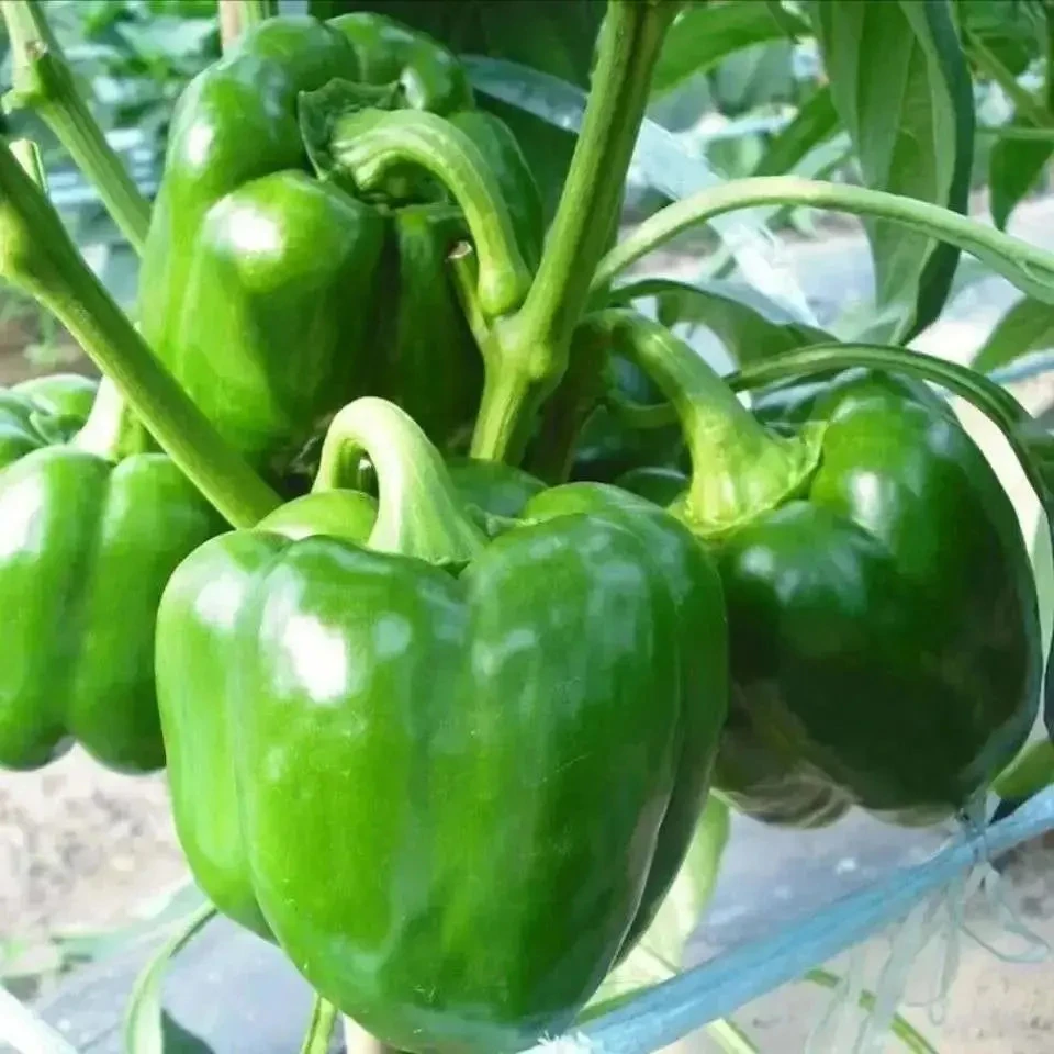 【厚皮甜椒种子】四季种植盆栽地栽阳台小院种植单质钾肥