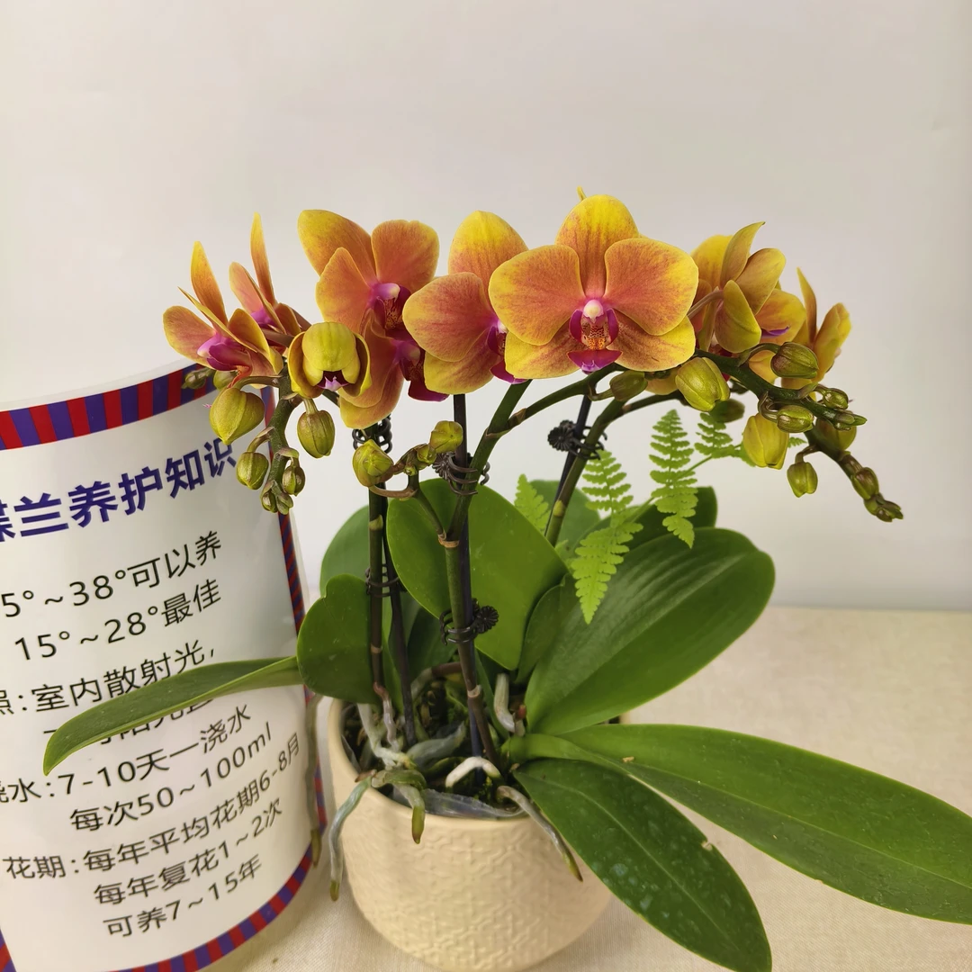 蝴蝶兰【亲爱的】花苗盆栽带花剑花苞客厅室内四季好养观赏