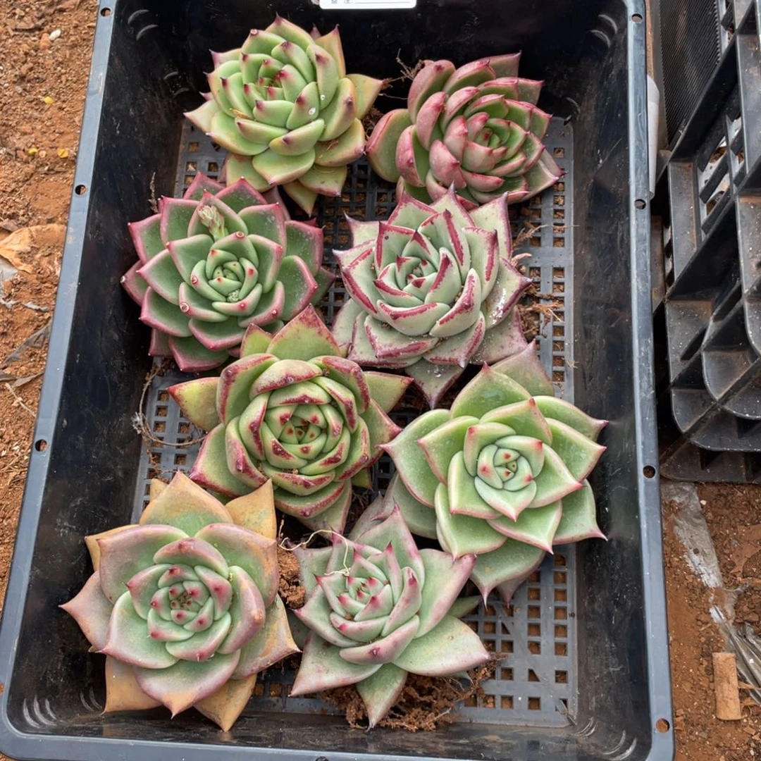 无花朵若如东云单拍E523