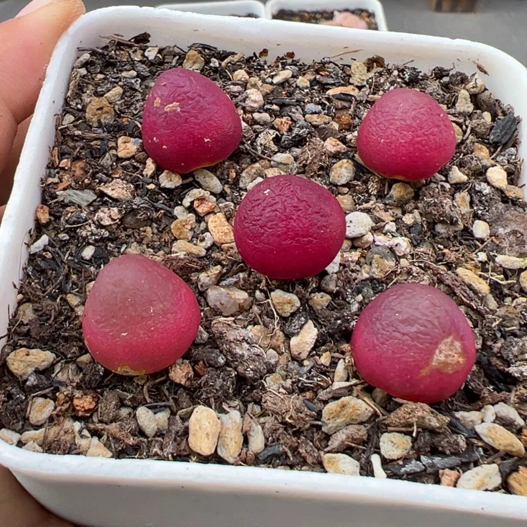 1.27好看的多肉990