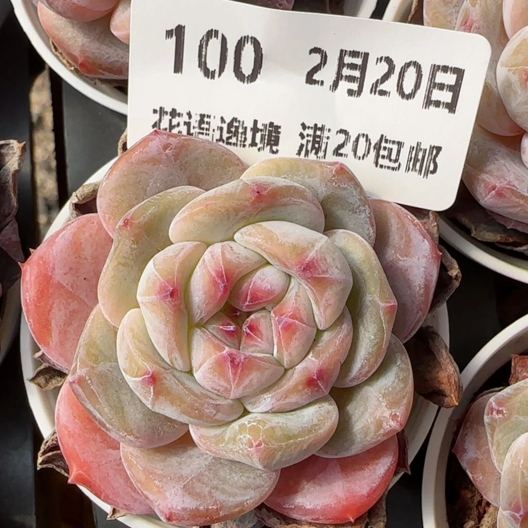 花语逸境0220-100