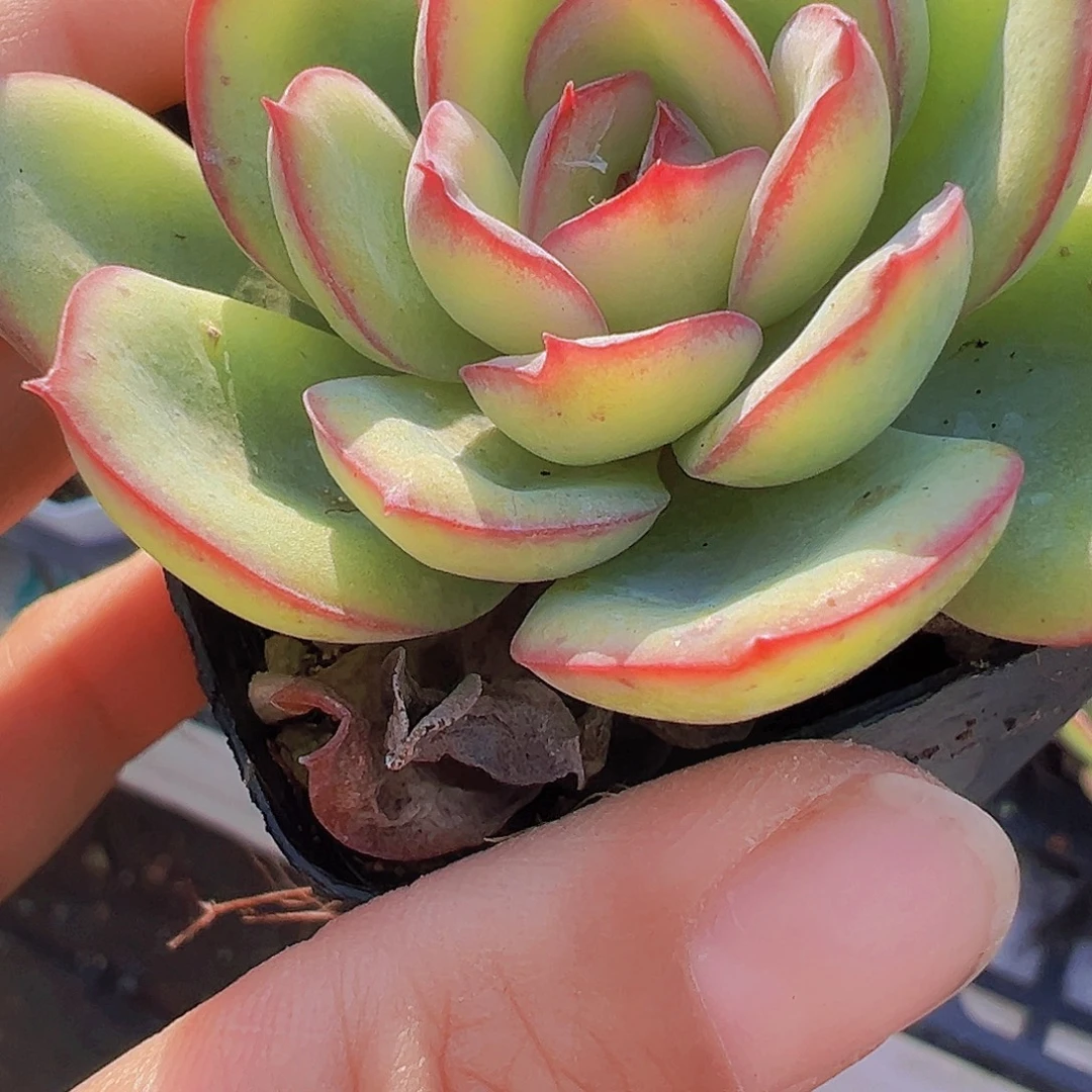 冰心晨露19包邮多肉