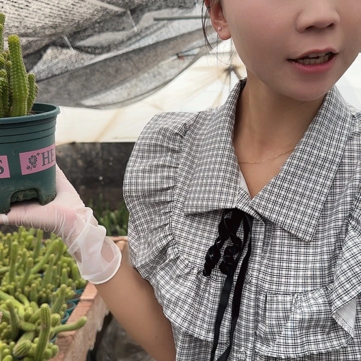 黄色羽毛（掉头掉崽不售后）