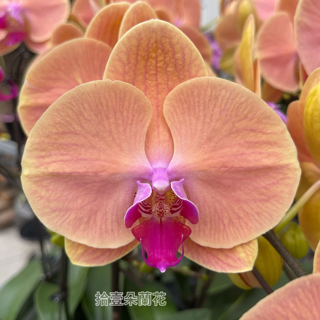 蝴蝶兰【华尔兹】3.5寸开花株