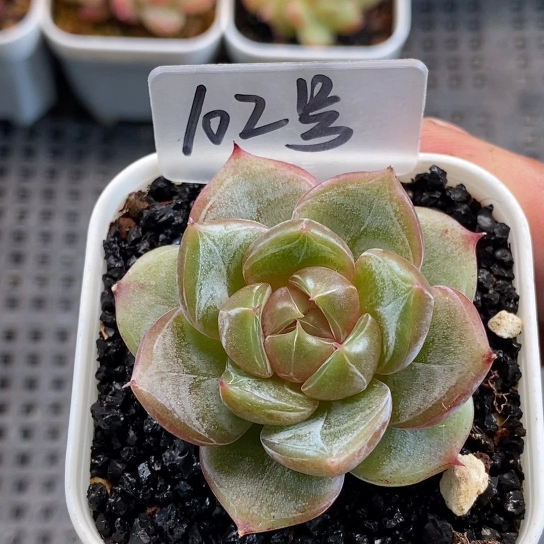 新品杂交个体哈哈哈