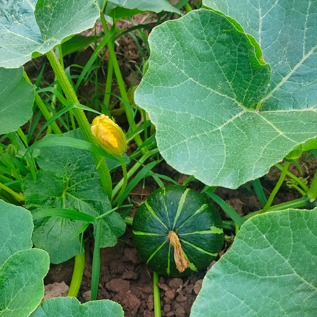 小平故里生鲜农副产品现摘贝贝南瓜粉糯香甜孕妇宝宝辅食4.5斤