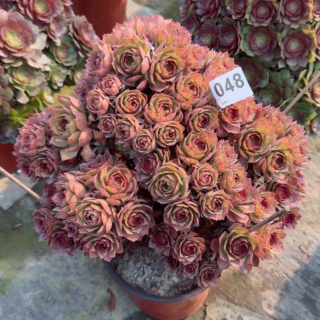 .***生048多肉植物桃花