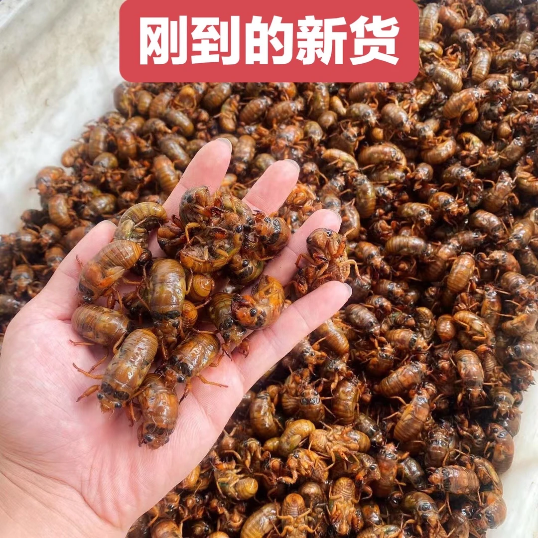 顺丰包邮大凉山野生知了猴爬叉活体速冻金蝉可烧烤油炸50-300只