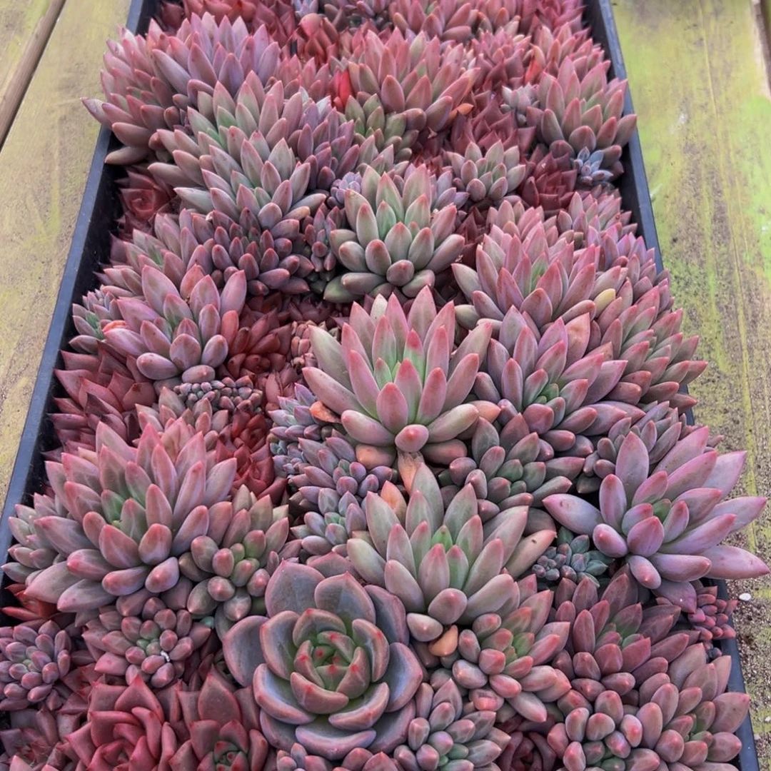 072多肉植物和植物在生长发育
