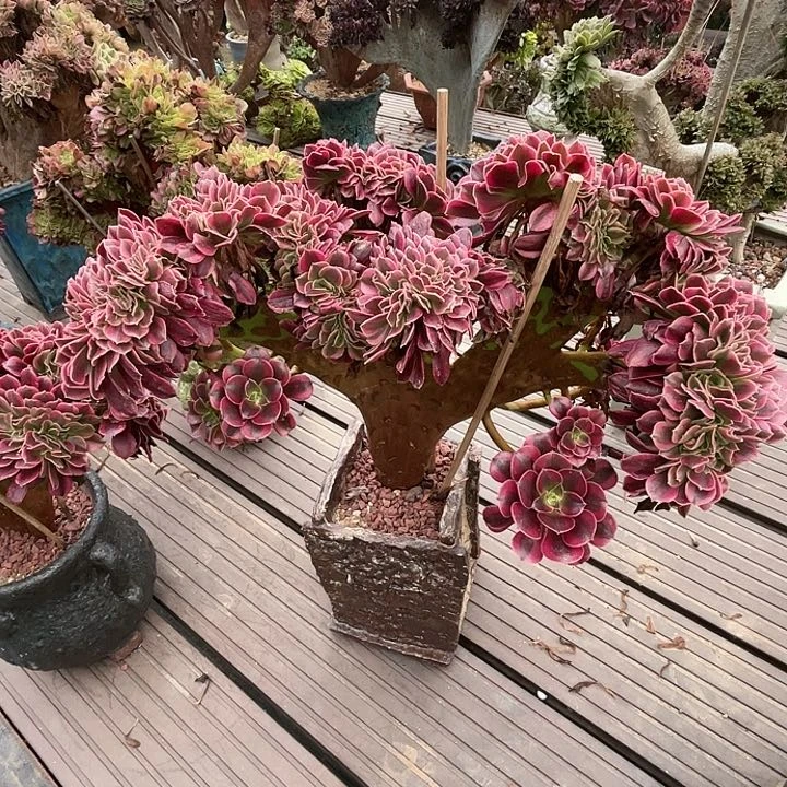 【闪购商品】全部花朵美杜莎