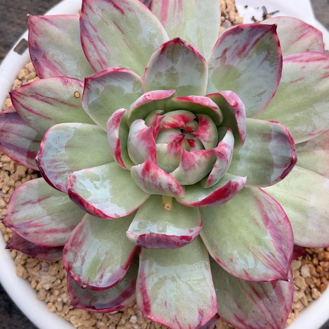 陌*5.13-5惊鸿1111111