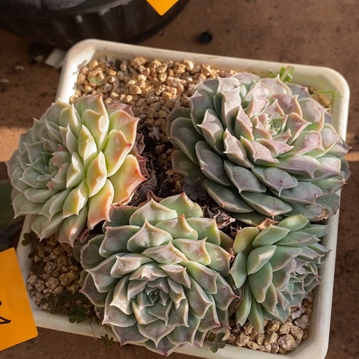 D098- 直播福利 东云带瘤