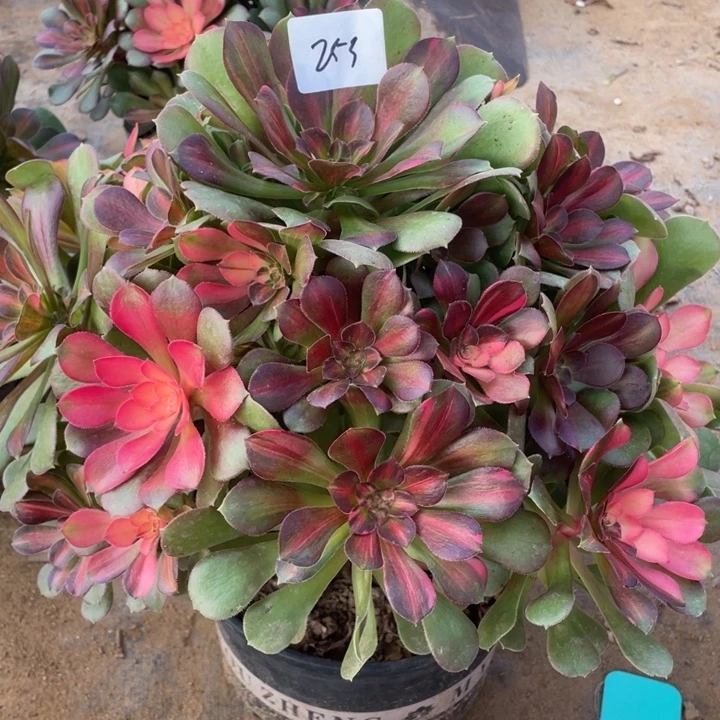 二***姨七彩拉丝-6多肉植物