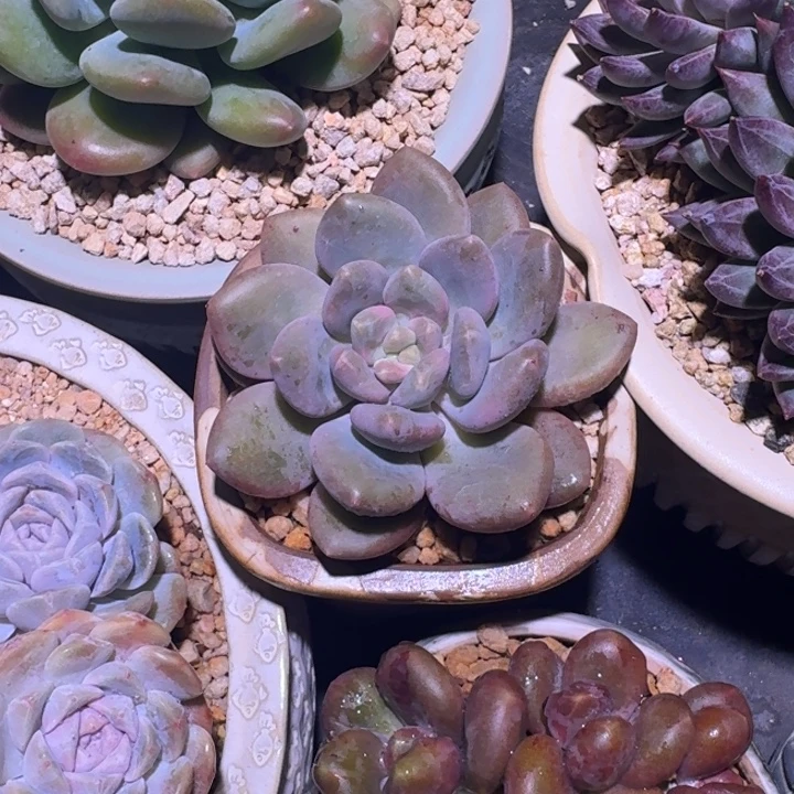 X系列美人新品 一物一拍