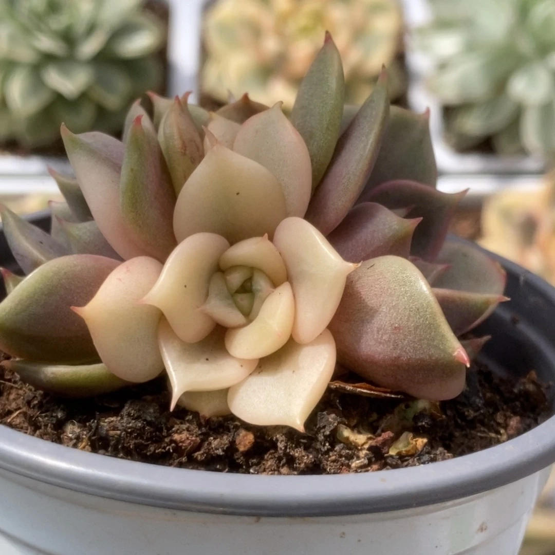 168贝加尔湖锦锦锦锦锦锦