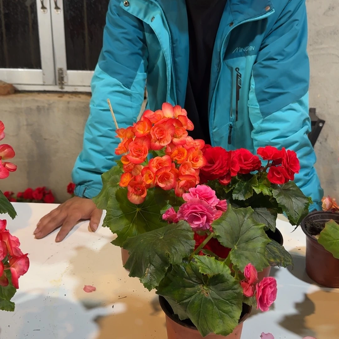 当前无花栽培后可以开花红，火焰，风暴不拍保温冻死不售后