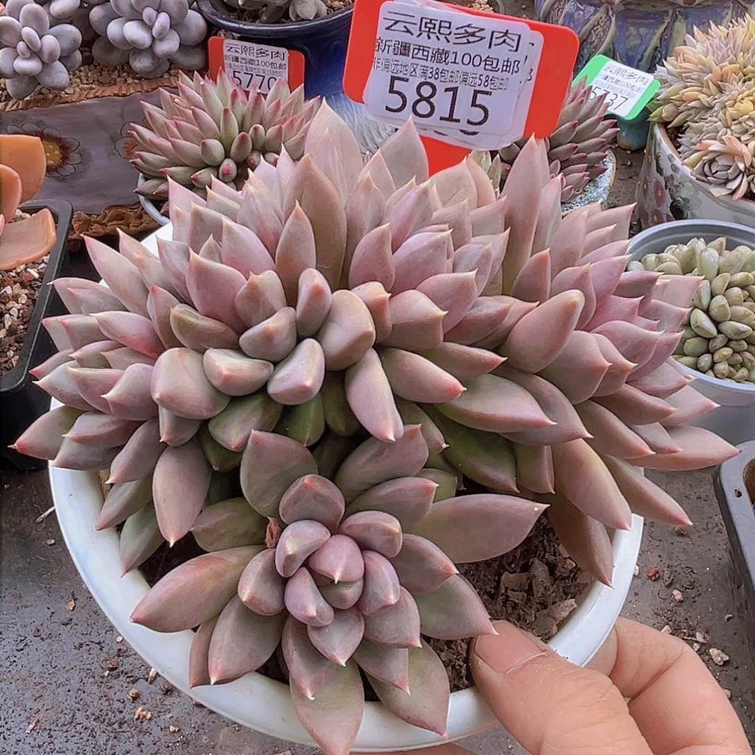 5815红象牙。
