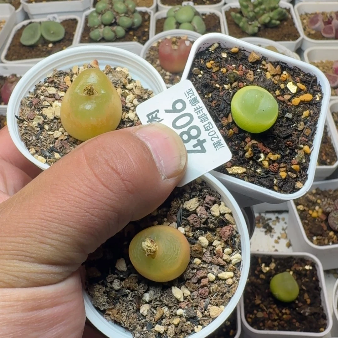 奶***芙拉登脱土。
