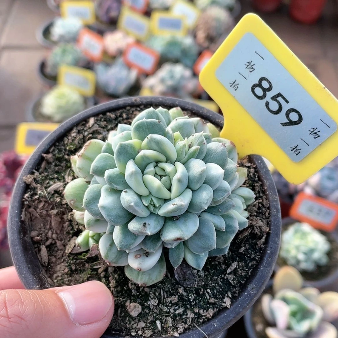 【闪购商品】吖***妮859号